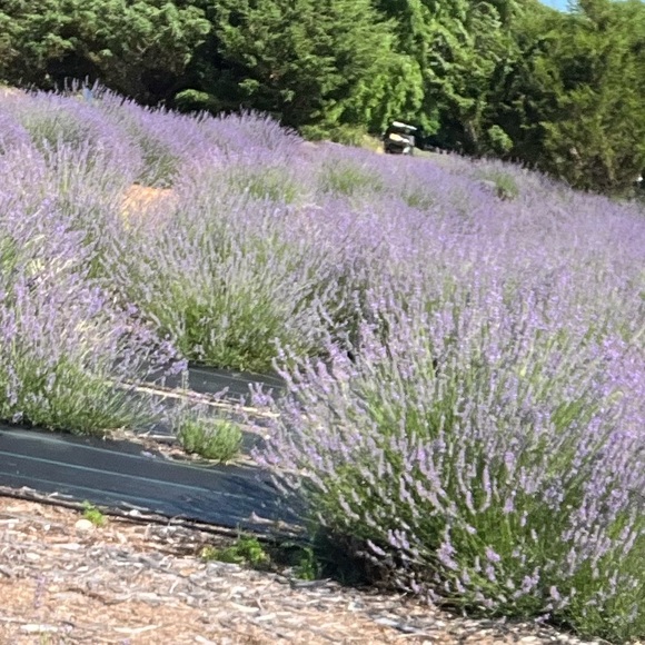 lavenderbumble